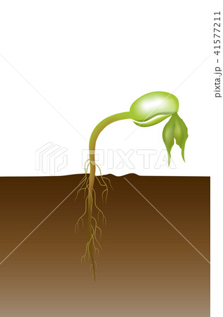 Life of a bean plant. Education info graphic. 41577211