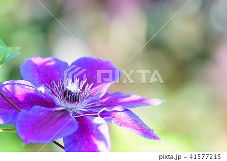 赤紫のクレマチス 赤紫のクレマチス 41577215