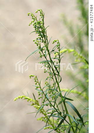 Estragon 41577484