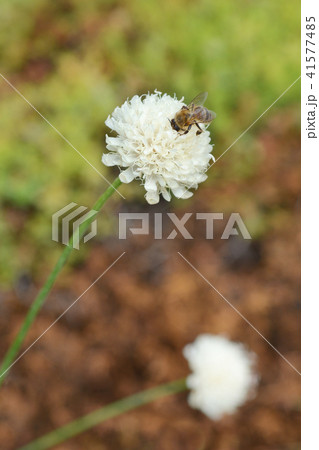 Giant scabious Giant scabious 41577485