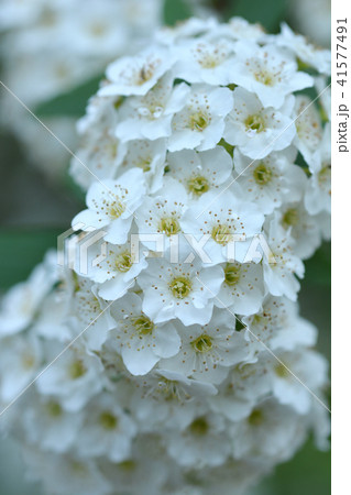 Reeves Spirea Reeves Spirea 41577491