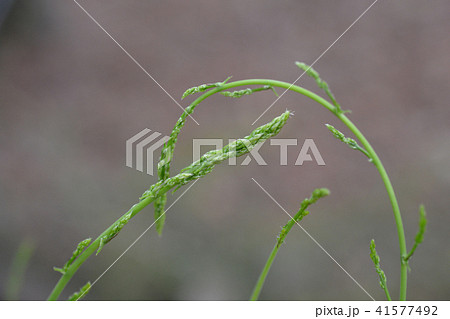 Wild asparagus Wild asparagus 41577492