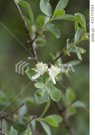 Small-leaved honeysuckle Small-leaved honeysuckle 41577493