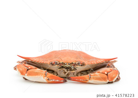茹でたアオガニ（♀）: cooked blue crab (female) 41578223