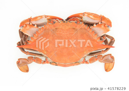 茹でたアオガニ（♀）: cooked blue crab (female) 41578229