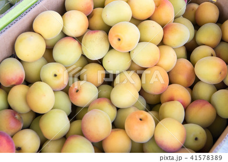 梅の実 梅の実 41578389