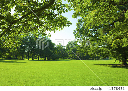 公園 芝生の写真素材