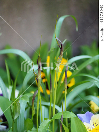 カラスビシャク 41578949