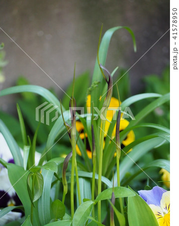 カラスビシャク 41578950