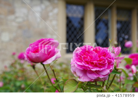 ピンクのバラ ピンクのバラ 41578959