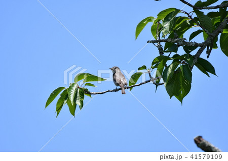 コサメビタキ・桜 41579109