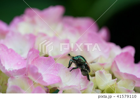 アジサイ・カナブン 41579110