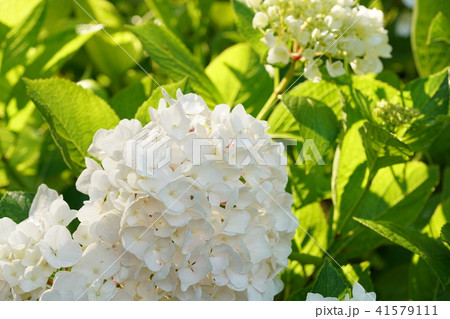 アジサイ・白色 アジサイ・白色 41579111