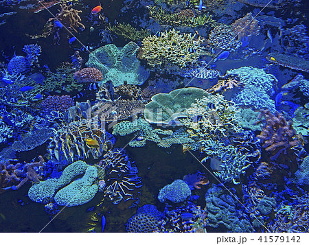 珊瑚礁の海のイラスト素材