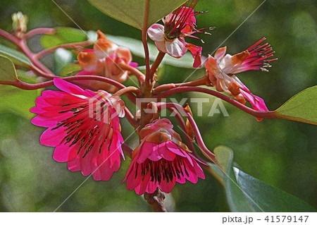 シャクナゲモドキ 41579147