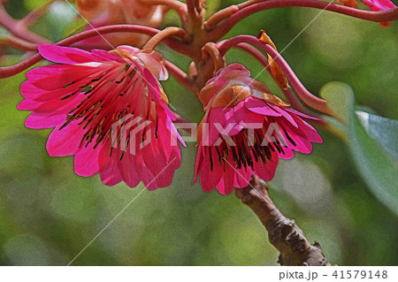 シャクナゲモドキ 41579148