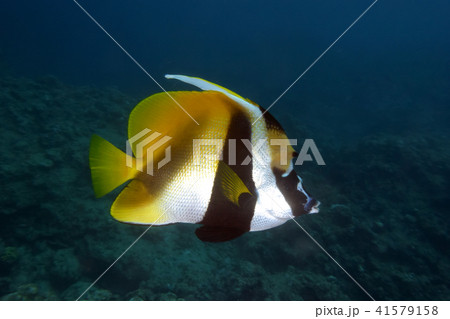 オニハタタテダイ 41579158