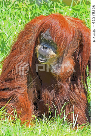 オランウータン オランウータン 41579256