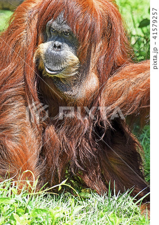 オランウータン 41579257