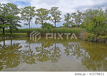 緑地公園 緑地公園 41579621