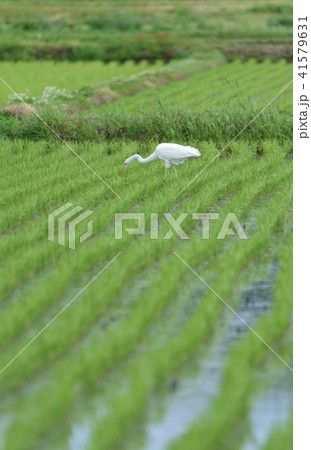 北海道江差町の水田で餌をさがす白鷺のいる風景を撮影 北海道江差町の水田で餌をさがす白鷺のいる風景を撮影 41579631