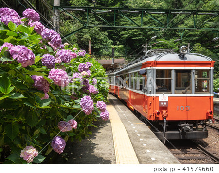 箱根登山電車　塔ノ沢駅とアジサイ 41579660
