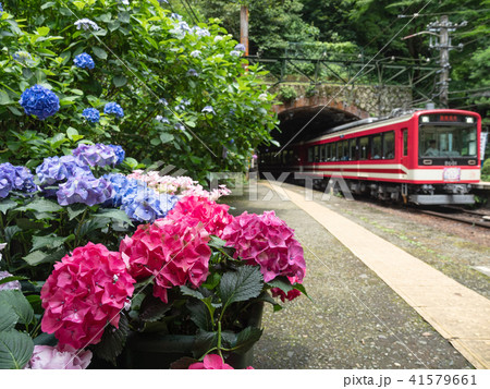 箱根登山電車 塔ノ沢駅とアジサイ 箱根登山電車 塔ノ沢駅とアジサイ 41579661