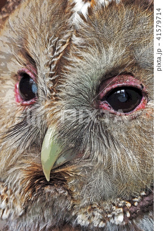 フクロウ 41579714