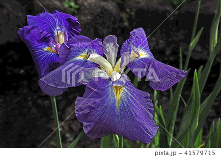 アヤメ 41579715