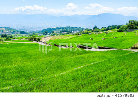 田園風景 (7月) 田園風景 (7月) 41579982