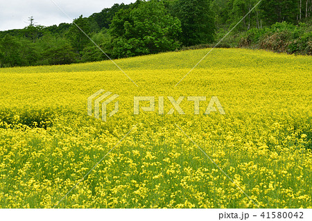 北海道蘭越町の満開の菜の花畑の風景を撮影 41580042