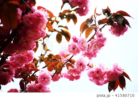 里桜 関山の花咲くの写真素材