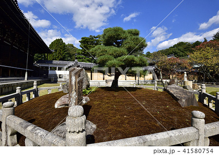 くろ谷　金戒光明寺　熊谷直実鎧掛けの松 41580754