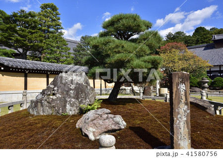 くろ谷 金戒光明寺 熊谷直実鎧掛けの松 くろ谷 金戒光明寺 熊谷直実鎧掛けの松 41580756