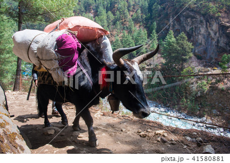 yak and buffalo carry baggage and appliances 41580881
