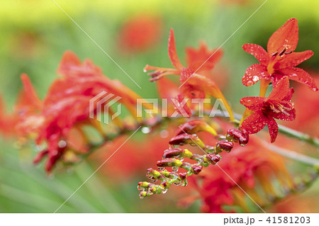 クロコスミアの花 41581203