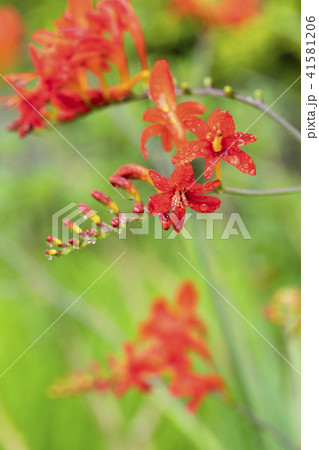 クロコスミアの花の写真素材