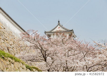 桜と明石城の櫓 41582072