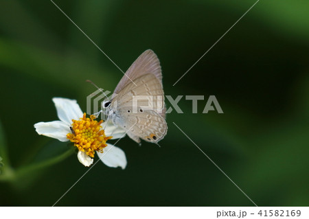 生き物 昆虫 オジロシジミ、控え目な色柄の熱帯のシジミチョウ。翅表の色からするとオスのようです 生き物 昆虫 オジロシジミ、控え目な色柄の熱帯のシジミチョウ。翅表の色からするとオスのようです 41582169