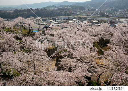 鶴山公園津山さくらまつり~津山市街地~ 鶴山公園津山さくらまつり~津山市街地~ 41582544