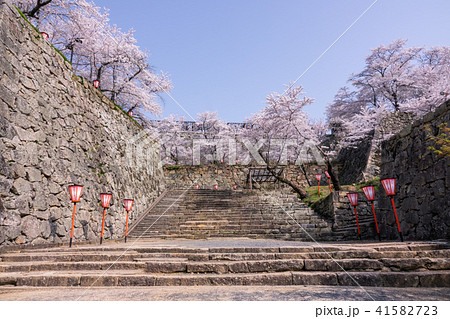 鶴山公園津山さくらまつり～津山城～ 41582723