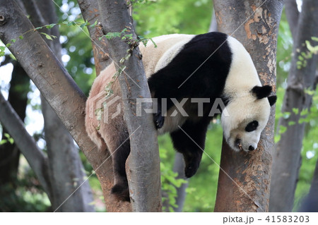 上野動物園のリーリー 41583203