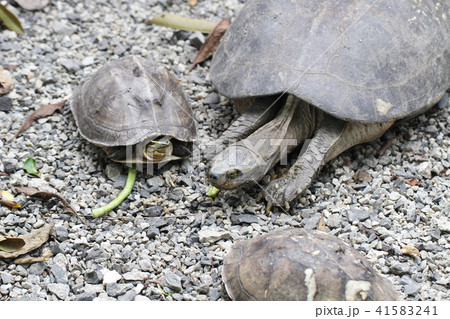 Giant Tortoise Galapagos Islands Ecuador turtle ro Giant Tortoise Galapagos Islands Ecuador turtle ro 41583241
