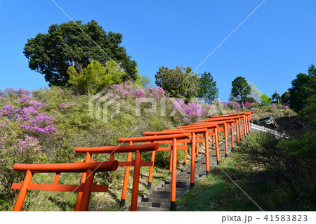 獅子崎稲荷神社 鳥居 天橋立の写真素材 4153