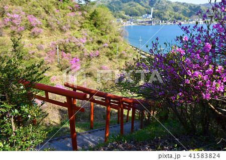 獅子崎稲荷神社　鳥居　天橋立 41583824