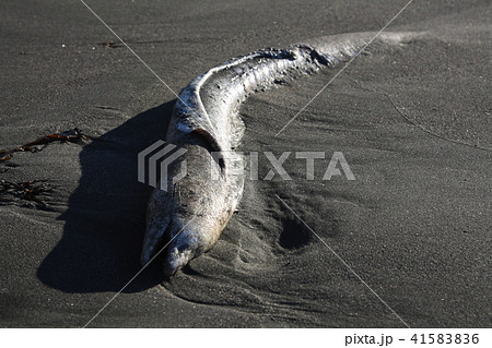 ウツボの死骸 ウツボの死骸 41583836