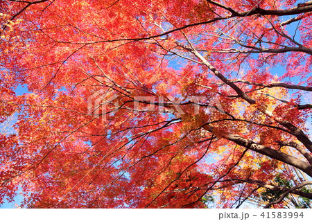 もみじ 紅葉イメージ もみじ 紅葉イメージ 41583994