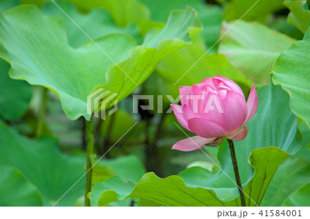 蓮 41584001