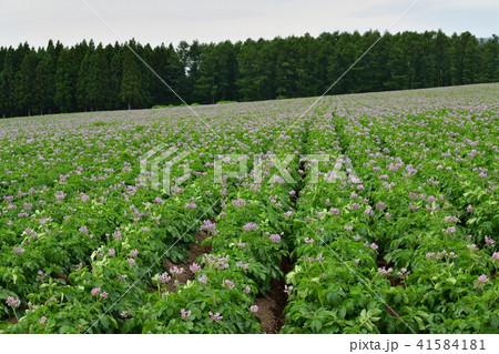 函館市桔梗町の畑作地域でジャガイモ畑の初夏の風景を撮影 函館市桔梗町の畑作地域でジャガイモ畑の初夏の風景を撮影 41584181