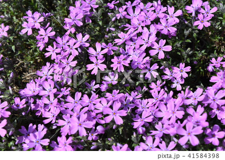 シバザクラ シバザクラ 41584398